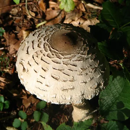 Na Kluk Frühstückspension